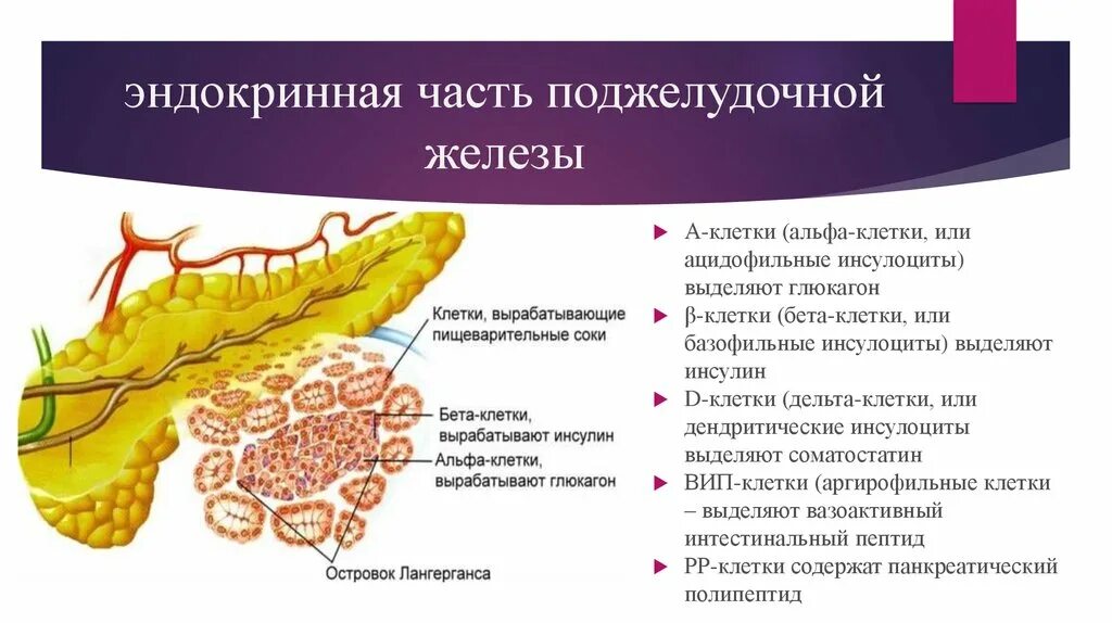 Строение эндокринной части поджелудочной железы. Функции клеток поджелудочной железы. Эндокринная часть поджелудочной железы секретирует. Строение эндокринного аппарата поджелудочной железы.