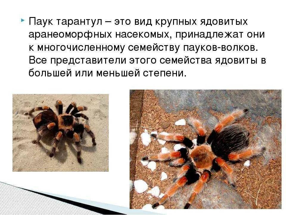 Паук сонник значение. Классификация тарантула. доклад про тарантула. информация о тарантуле. доклад о пауке тарантуле.