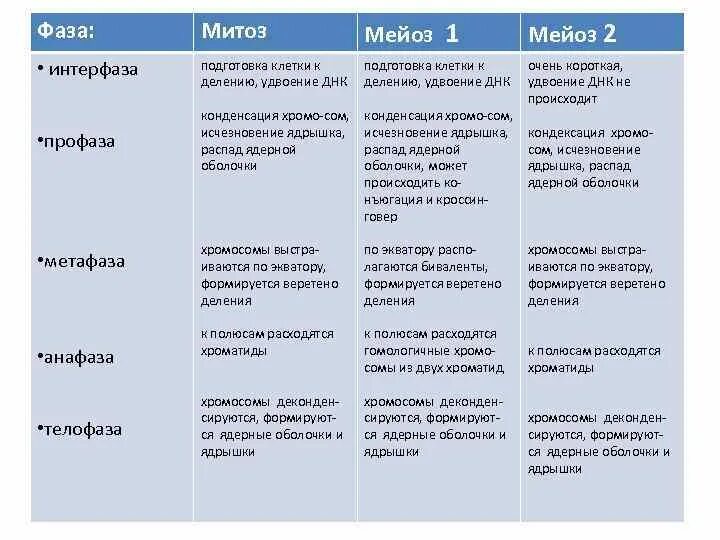 Отличия митоза от мейоза 9 класс. Фазы мейоза 1 и 2 таблица. Фазы мейоза таблица 1 деление 2 деление. Таблица фазы митоз мейоз 1 деление 2 деление. Таблица фазы деление митоз мейоз 1 деление 2 деление.