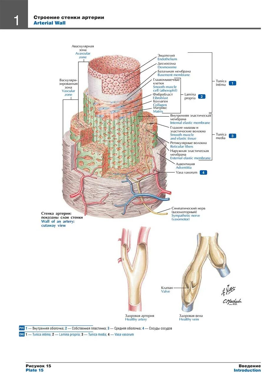Atlas of human anatomy netter. Atlas of human anatomy netter