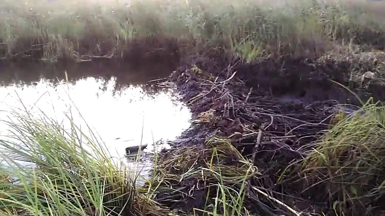 Люди перегородили реку большой плотиной вода выше. Дамба на болоте. Бобры перекрыли реку. Болото и плотина. Бобры перегородили реку.