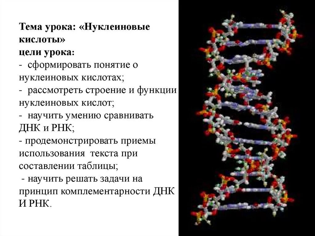 Функции белков и нуклеиновых кислот. Цели и задачи проект нуклеиновые кислоты. конспект по теме нуклеиновые кислоты. задачи по биологии 10 класс днк и рнк. кластер нуклеиновые кислоты их строение и функции.