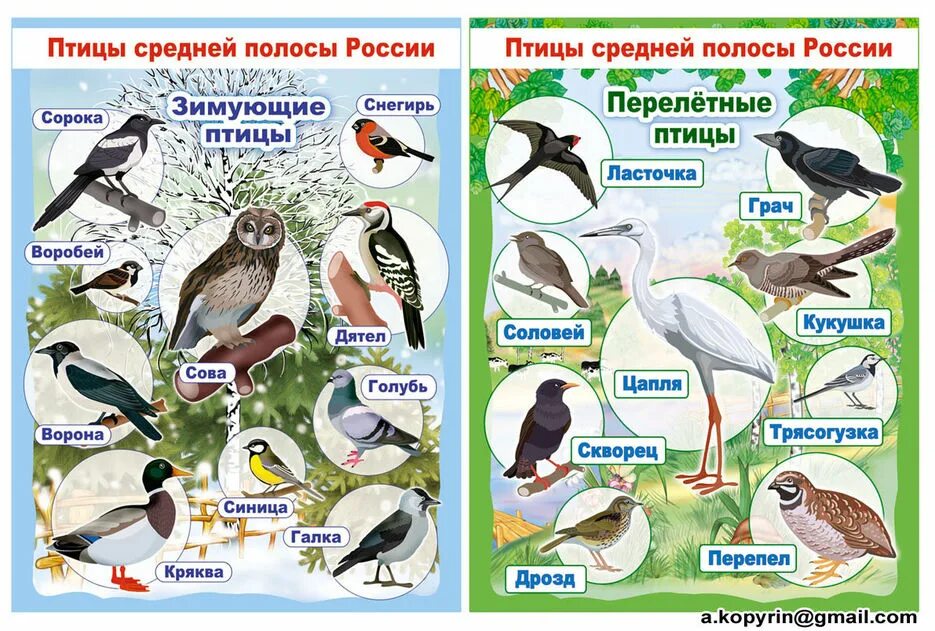 Перелетные птицы петербурга. Зимующие птицы средней полосы россии. плакат. зимующие птицы..