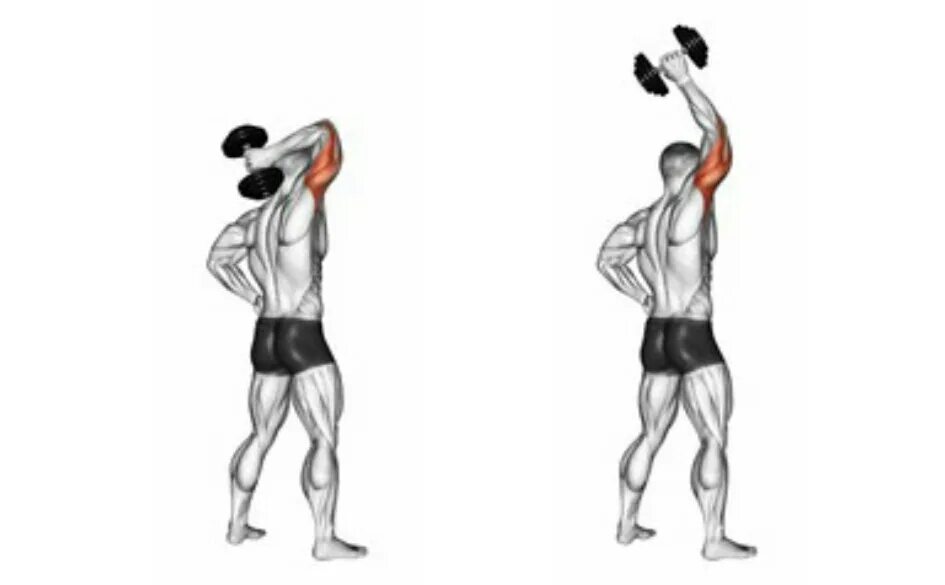 Французский жим на трицепс. Упражнения для тренировки трехглавой мышцы плеча. Трицепс гантели из за головы. Разгибание на трицепс стоя с гантелями. Трицепс гантели из за головы.