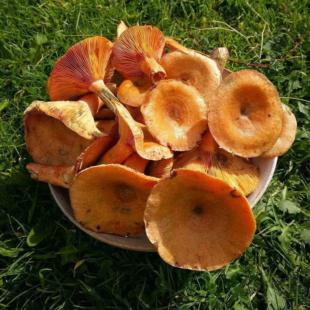 Покажи рыжика. Млечник Рыжик гриб. Рыжик еловый (Lactarius deterrimus). Рыжик Сосновый/Боровой (Lactarius deliciosus);. Грибы рыжики и лисички.