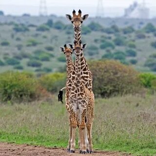 Giraffes have a long