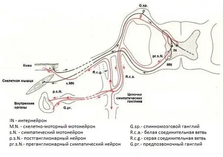 Моторно висцеральный рефлекс возникает