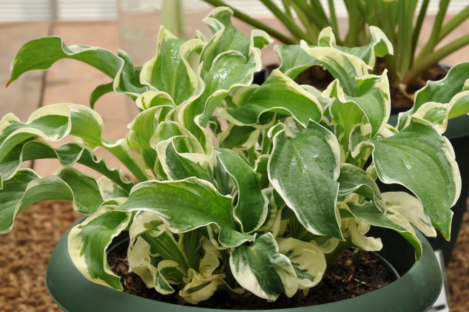 Хоста летс твист эгейн (m). Хоста твист. Летс твист эгейн. Lets twist again. Chubby checker let's twist again.