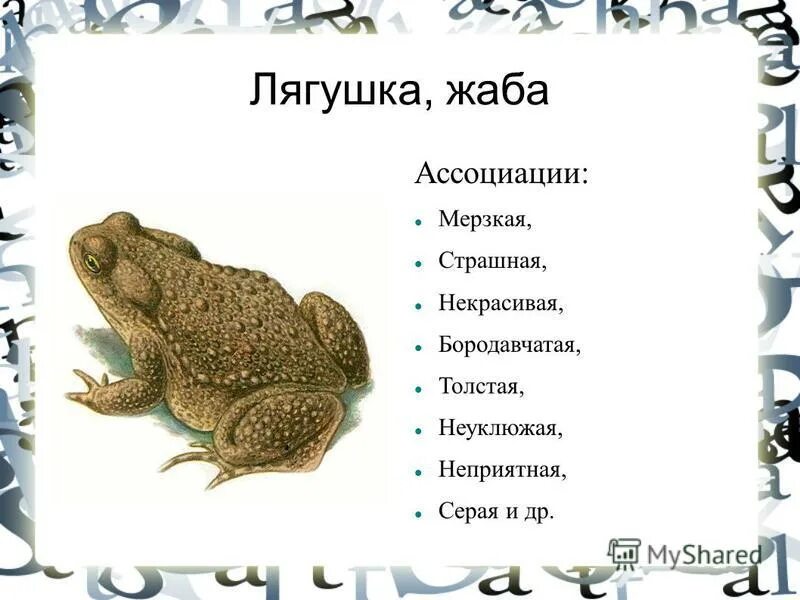 озёрная лягушка rana ridibunda. как можно назвать лягушку. позвоночные животные. имена для лягушек. как можно назвать лягушку.