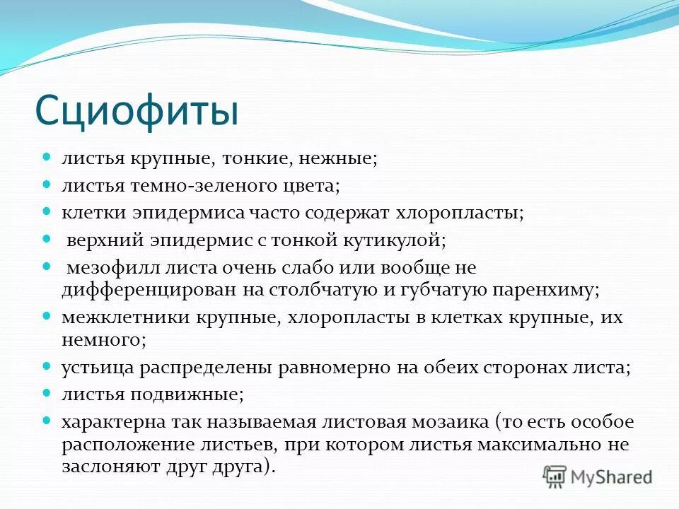Сциофиты признаки. Тенелюбивые растения горной шории. Тенелюбивые растения сциофиты. Сциофиты строение листа. Сциофиты.