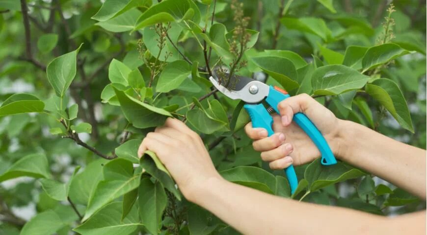 Как обрезать отцветшую сирень. Формировка куста сирени. Формировка сирени. Весенняя обрезка спиреи японской. Куст сирени.