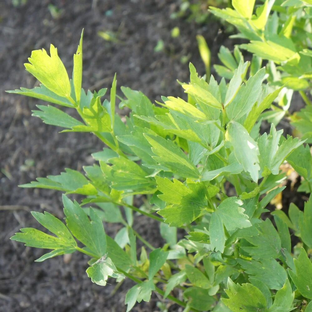 Любисток. Любисток сычуаньский. Любисток москва. Любисток дикий. Любисток.