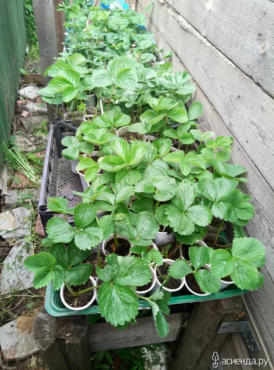 Всходы клубники. Рассада земляники ремонтантной. Где рассаду клубники. Саженцы клубники фриго. Клубника ремонтантная всходы.