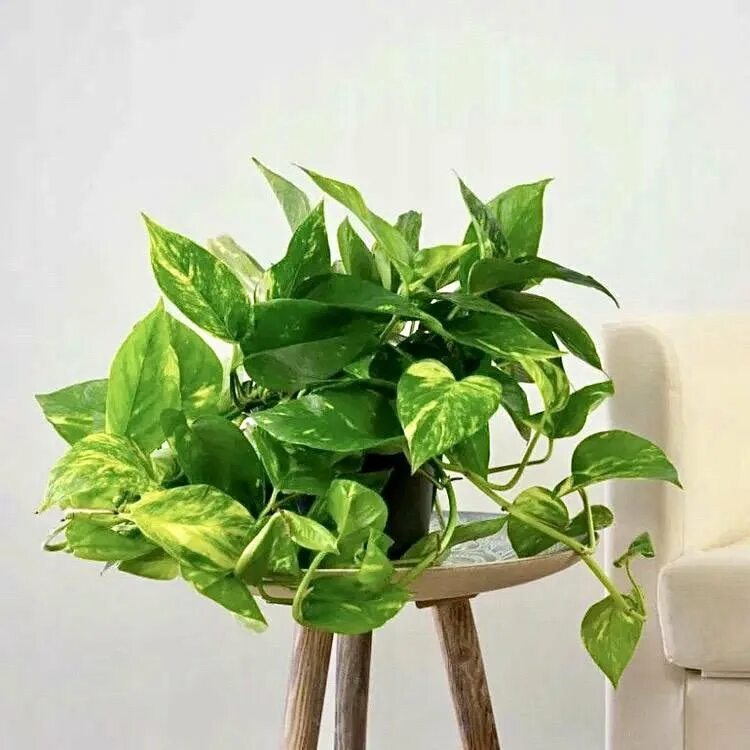 Сциндапсус фото комнатный цветок фотографии и названия Silver speckles on #scindapsuspictus ✨ I Plants, Indoor plants, Plant decor