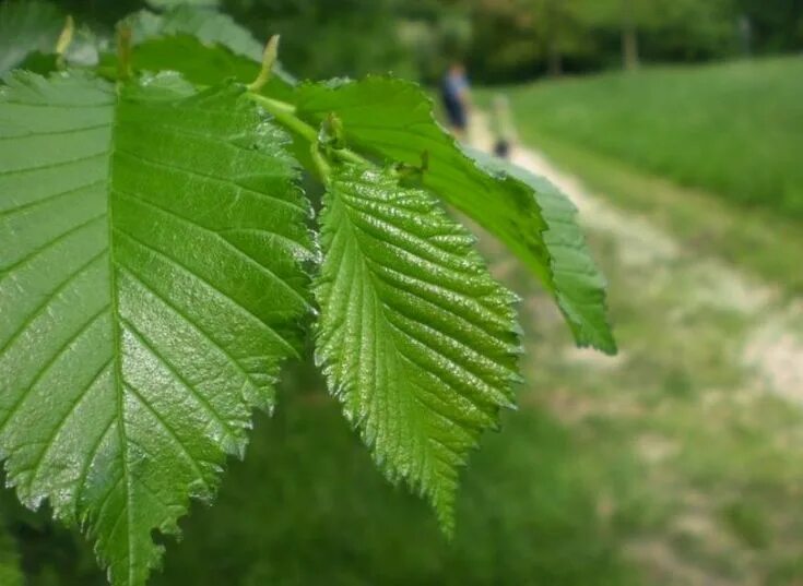Hazel - planting, pruning, care and harvesting hazelnuts and keeping them