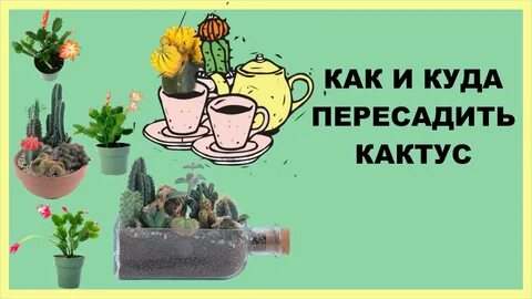В какое время года пересаживать кактусы