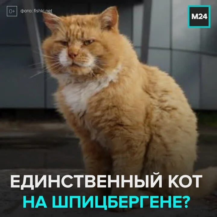 Почему на шпицбергене запрещены кошки. Кот кеша со шпицбергена. кот песец на шпицбергене. единственный кот на шпицбергене. кот по документам песец.