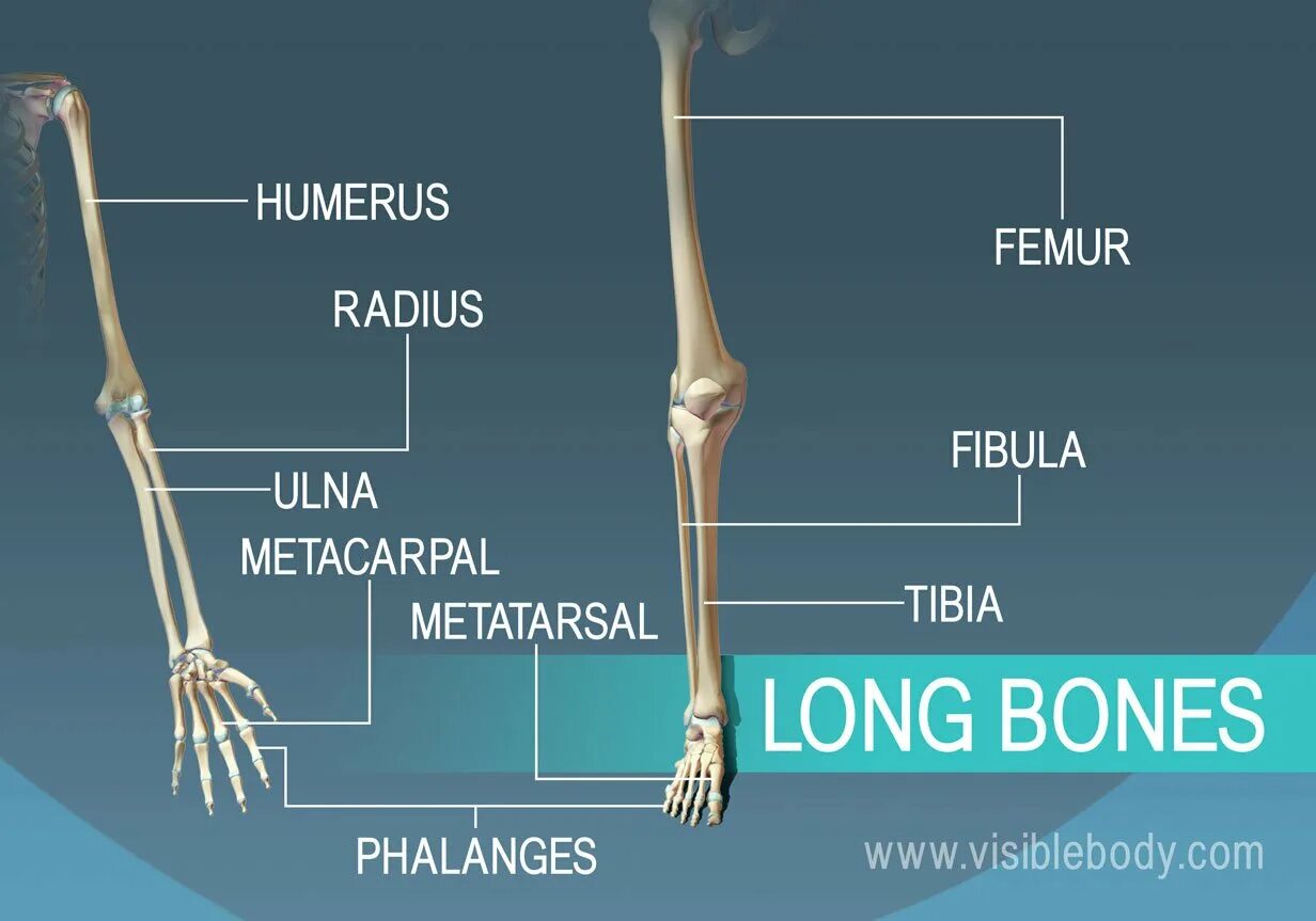 The bones consist of