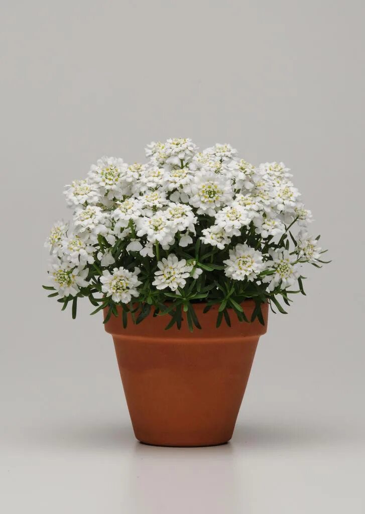 Ванная комната фазенда. Иберис iberis sempervirens whistler. Алиссум на клумбе. Ясколка и алиссум. Алиссум snow princess.