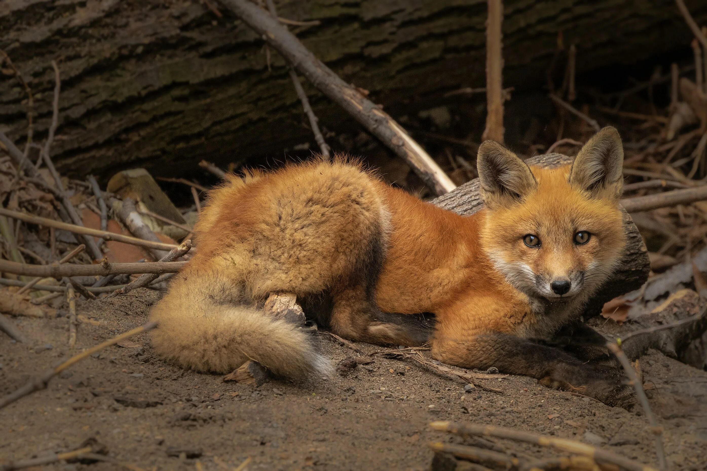 Лиса. Лиса лежит. Лисички животные. Фото Лис. Fox см