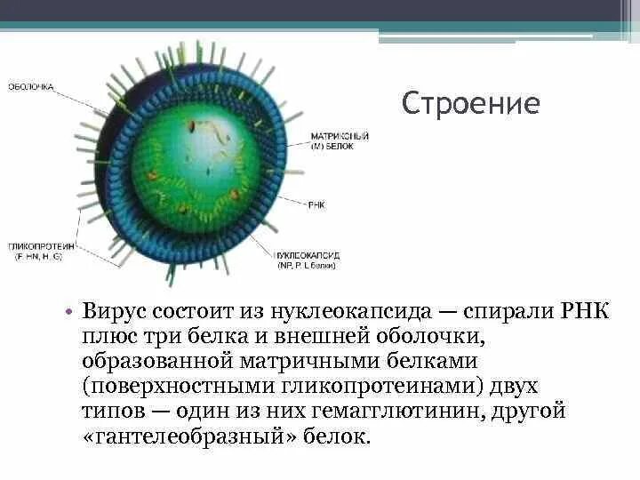 Корь структура вируса. Вирус паротита строение вируса. Вирус кори строение вируса. Схема строения вируса кори. Вирус кори сколько