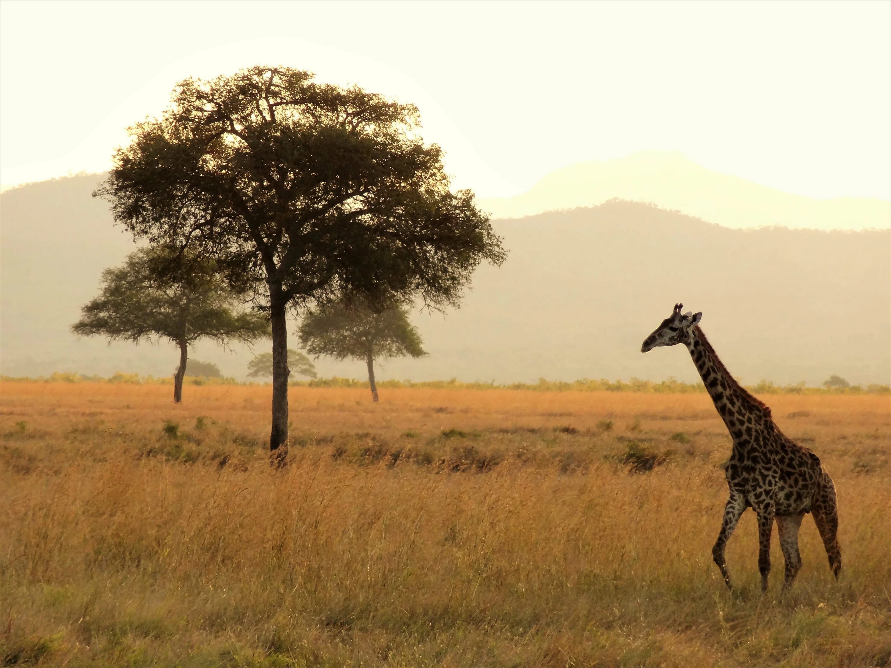 Кения Саванна. Африканская Саванна. Жираф саванны Африки. ЮАР Саванна. Какие в редколесьях животные