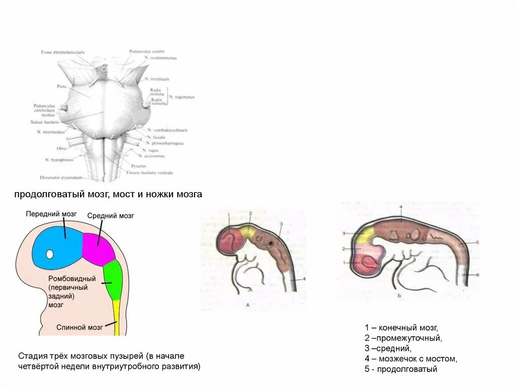 5 продолговатый мозг. Продолговатый мозг. продолговатый мозг презентация. стадия 3 мозговых пузырей. стадия пяти мозговых пузырей.