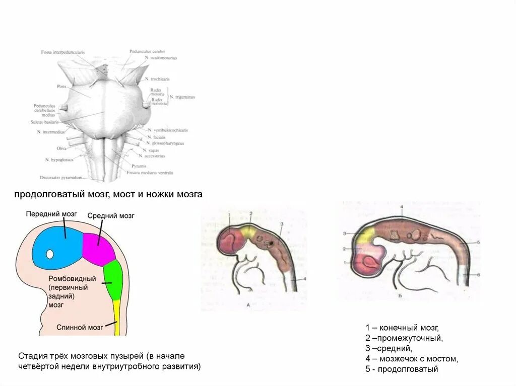 Продолговатый мозг. Стадия 3 мозговых пузырей. Продолговатый мозг презентация. Стадия пяти мозговых пузырей.