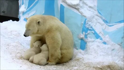 Недавно в зоопарке у медведицы родились медвежата