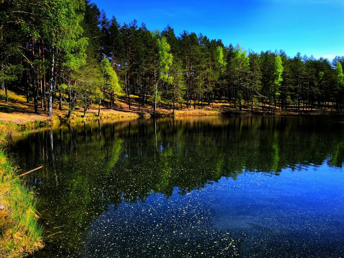 Озеро серебряное псковская. Озеро любенец псковская. Зеркальное псков. Зеркальное озеро псков. Зеркальные озера в псковской.