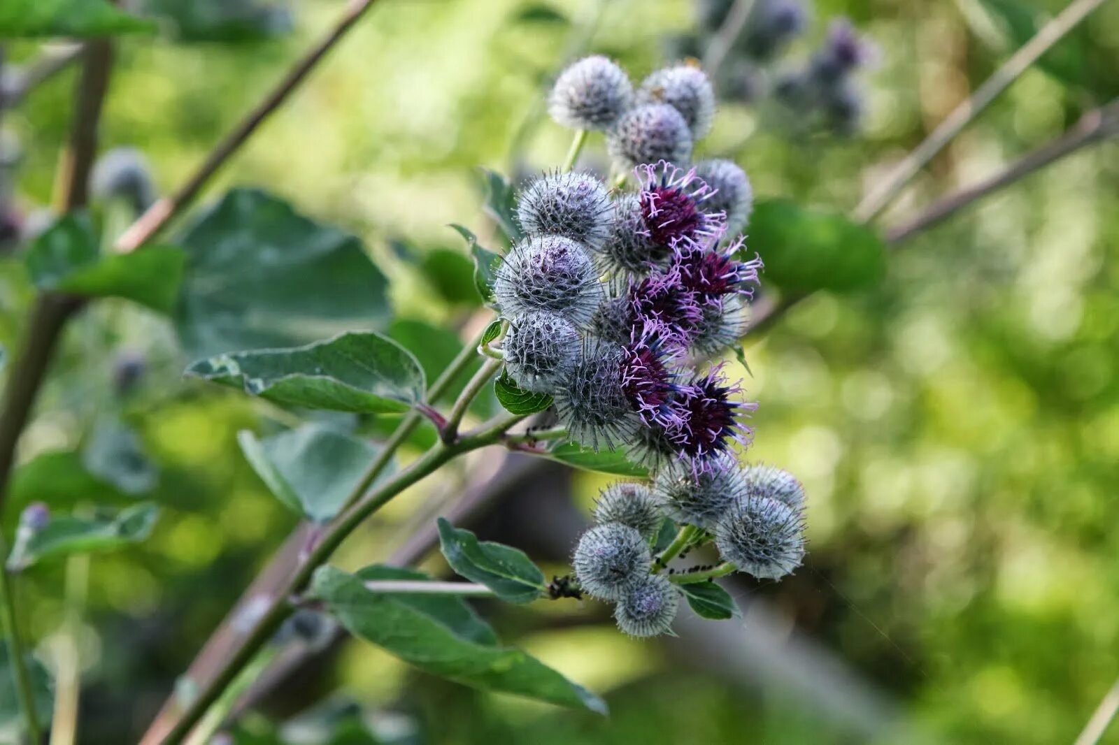 Цвет лопуха. Лопух большой репейник. Лопух большой Arctium Lappa. Чертополох репейник лопух. Репейник Луговой.