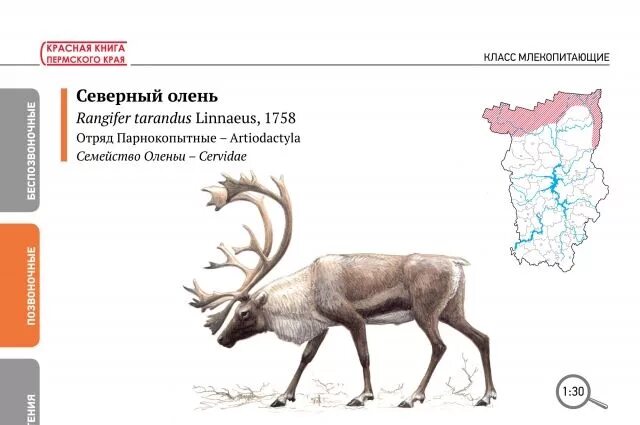 Красная книга животных Пермского края. Дикие животные Пермского края занесенные в красную книгу. Пермские животные в красной книге. Животное из красной книги Пермского края.