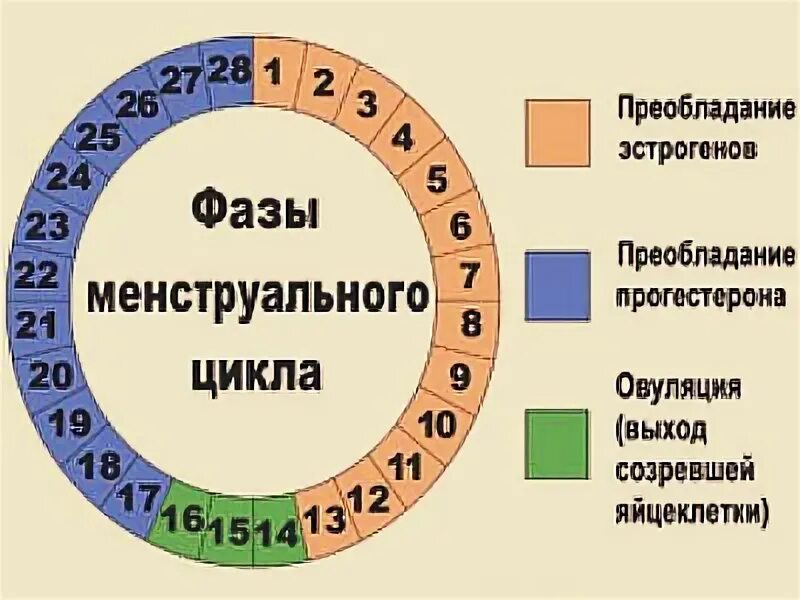 Месячные на 26 день. Цикл месячных норма. Цикл менструационного цикла норма. Показатели нормы менструального цикла. Норма цикла у женщин.