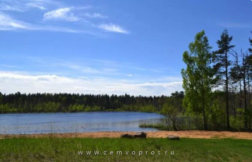 Озеро Подорожное Сосново. Поселок Снегиревка. Озеро Подорожное в поселке Снегиревка. Озеро Снегиревка Ленинградская область.