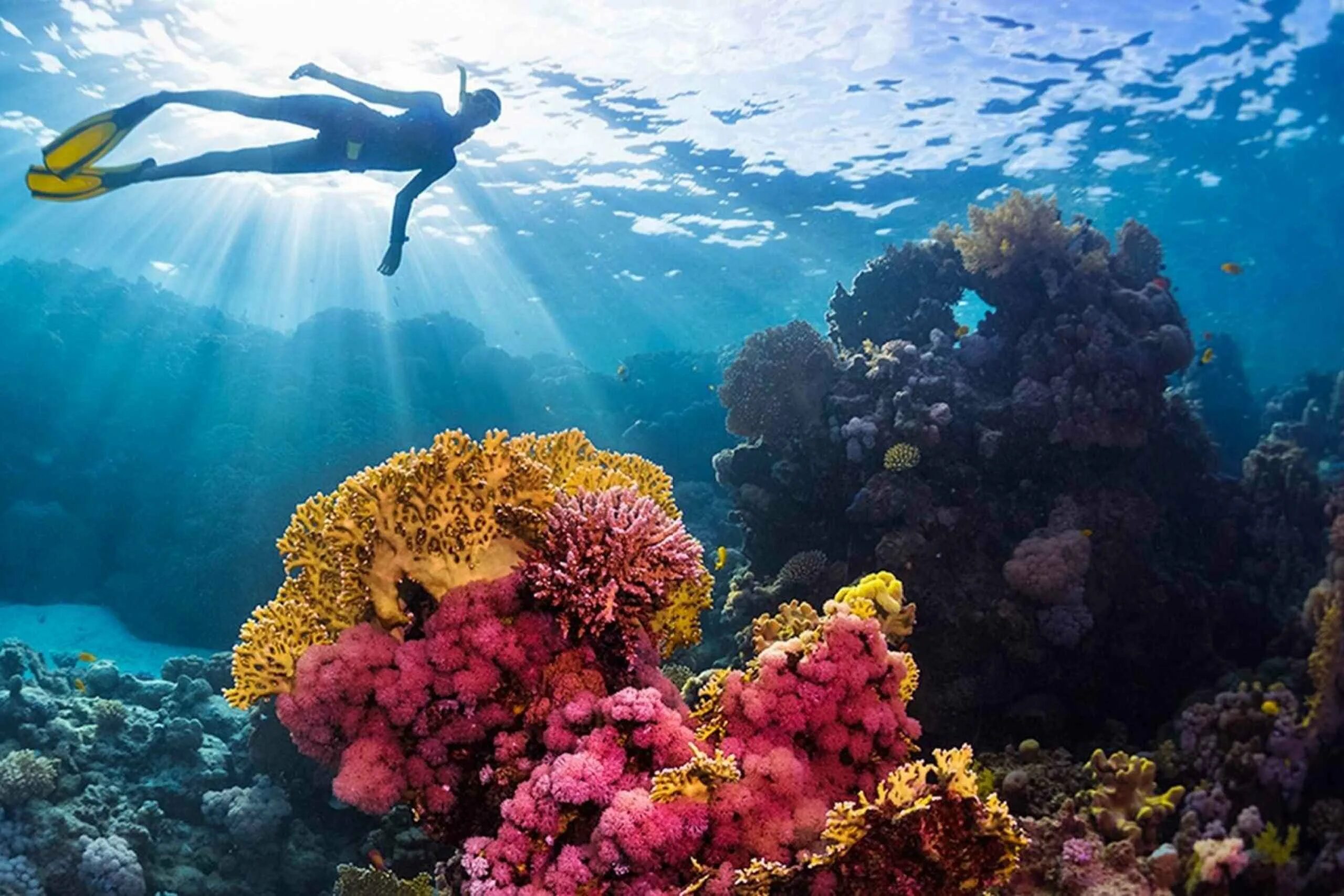Подводный мир кораллов. Шарм-Эль-Шейх риф снорклинг. Коралловый риф в Шарм Эль Шейхе. Снорклинг Шарм Эль Шейх. Подводный риф Шарм-Эль-Шейх.