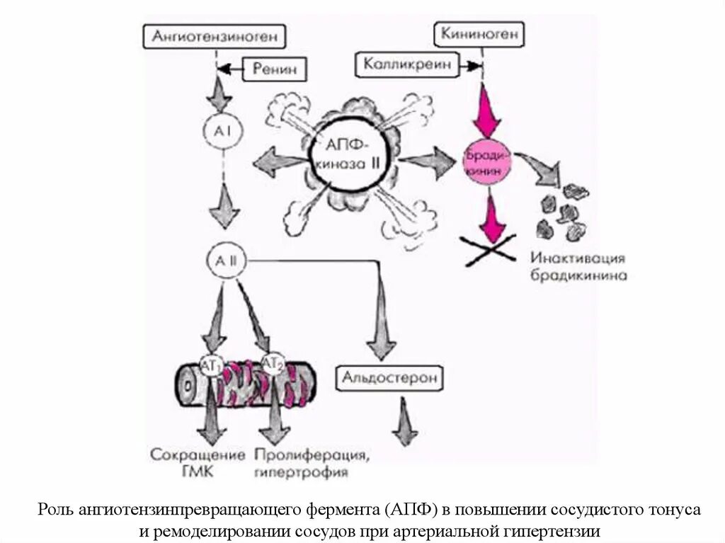 Апф фермент. Ангиотензинпреврающий фермент. Ангиотензин превращающий фермент. Ангиотензин превращающий фермент 2.