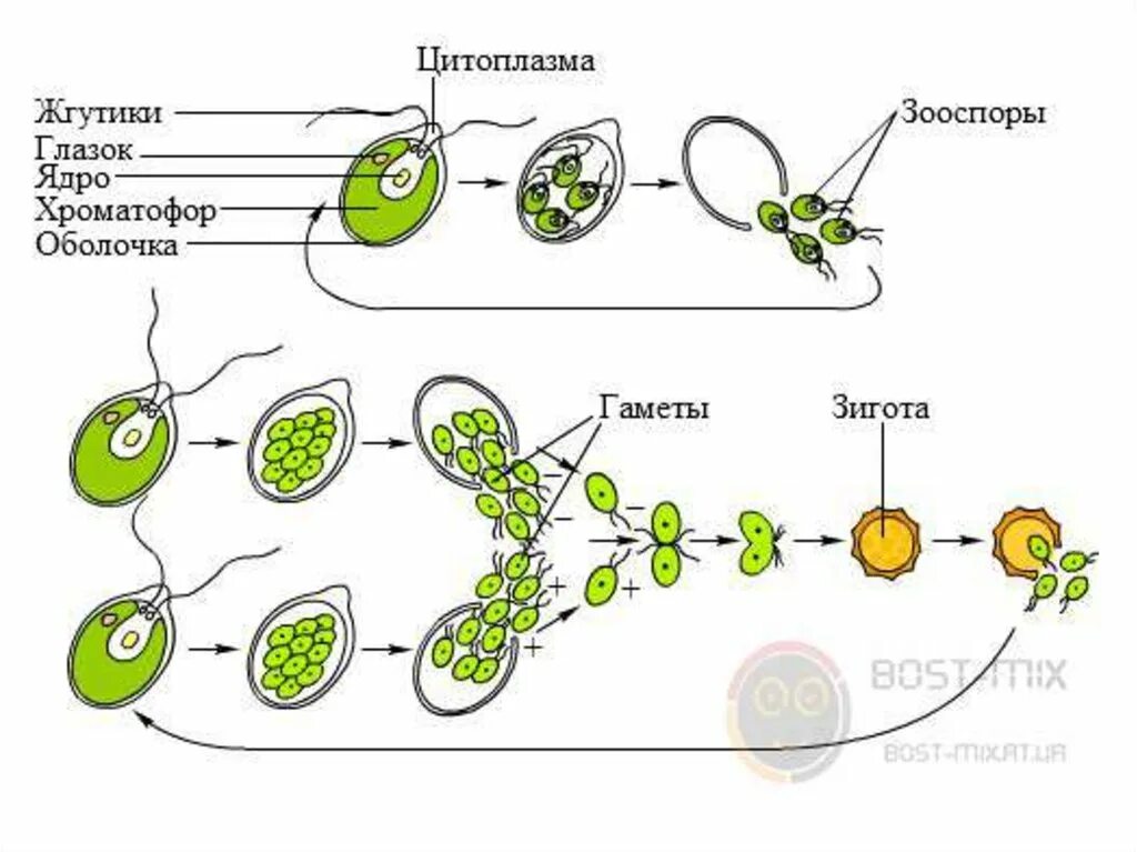 Размножение клеток водорослей. Цикл размножения хламидомонады. Жизненный цикл водорослей хламидомонада. Цикл развития развития хламидомонады. Жизненный цикл хламидомонады рисунок.