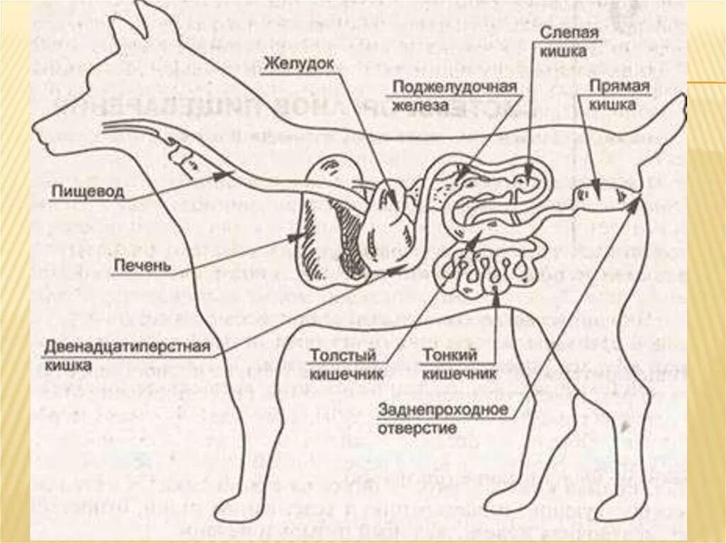 Пищевод кошки. Строение пищеварительной системы собаки. Пищеварение собаки схема. Система пищеварения собаки схема. Анатомия ЖКТ собаки.