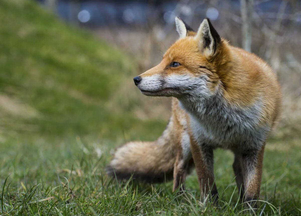 Лиса в круге. Russian fox. Лисица с лисятами. Поведение лис. Rus foxes.
