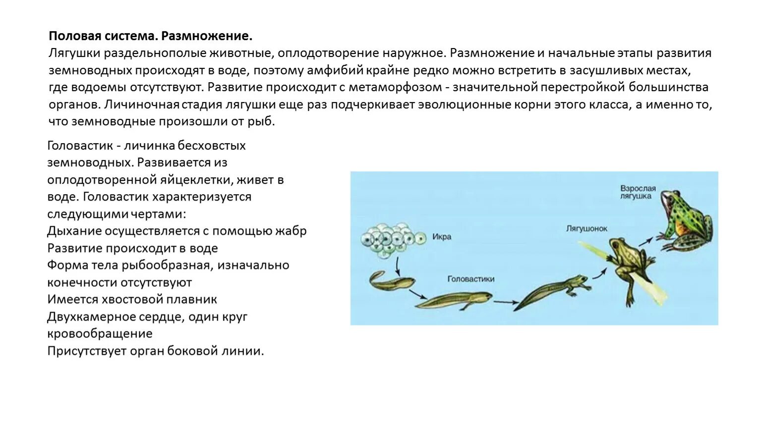 Лягушка размножается на суше. Размножение лягушки схема. Раздельнополые животные. Земноводные раздельнополые животные. Кровеносная система головастика.