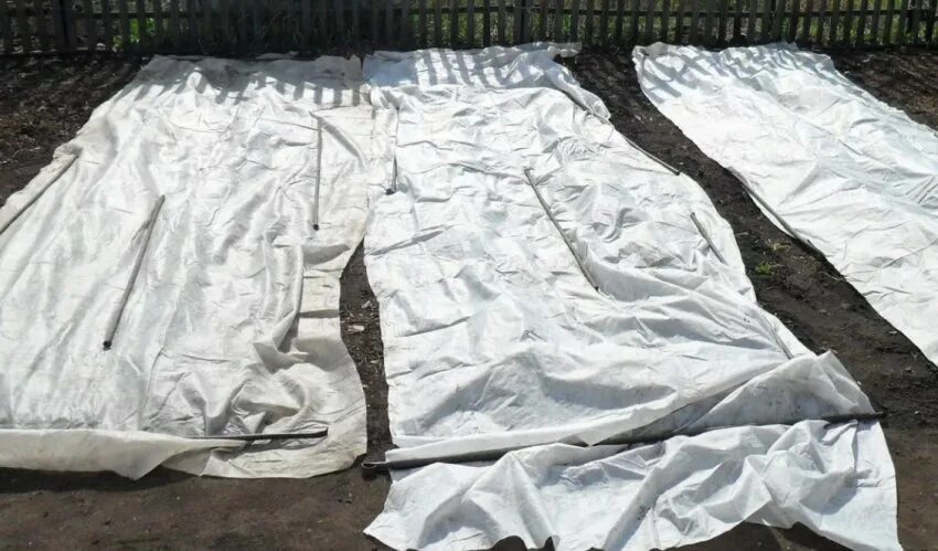 Чем можно укрыть чеснок на зиму. Морковь под укрывным материалом. укрыть грядки укрывным материалом. укрытие капусты укрывным материалом. посадка моркови под укрывной материал.