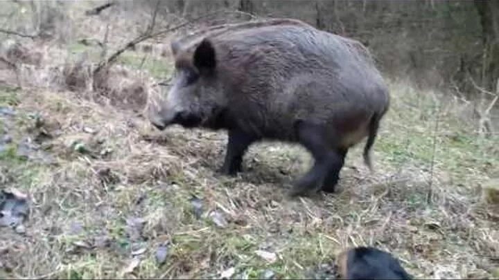 Я нападу как дикий кабан. Кабан секач бежит.