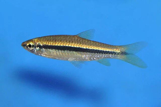 Мелкая рыба 5 букв. Сиамский водорослеед. Rasbora Argyrotaenia. Rasbora caudimaculata. Аквариумная рыбка Голиаф.