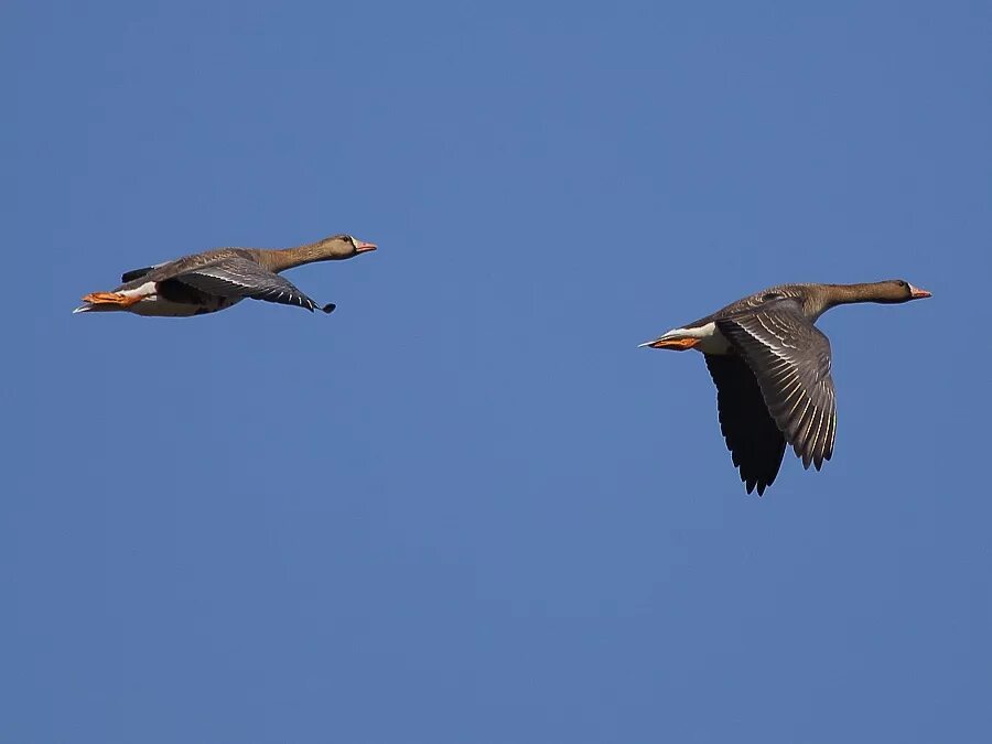Словосочетание построенное на основе управления. Стая гусей со связью согласование. Стая гусей со связью согласование. Миграция птиц. 100 гусей.