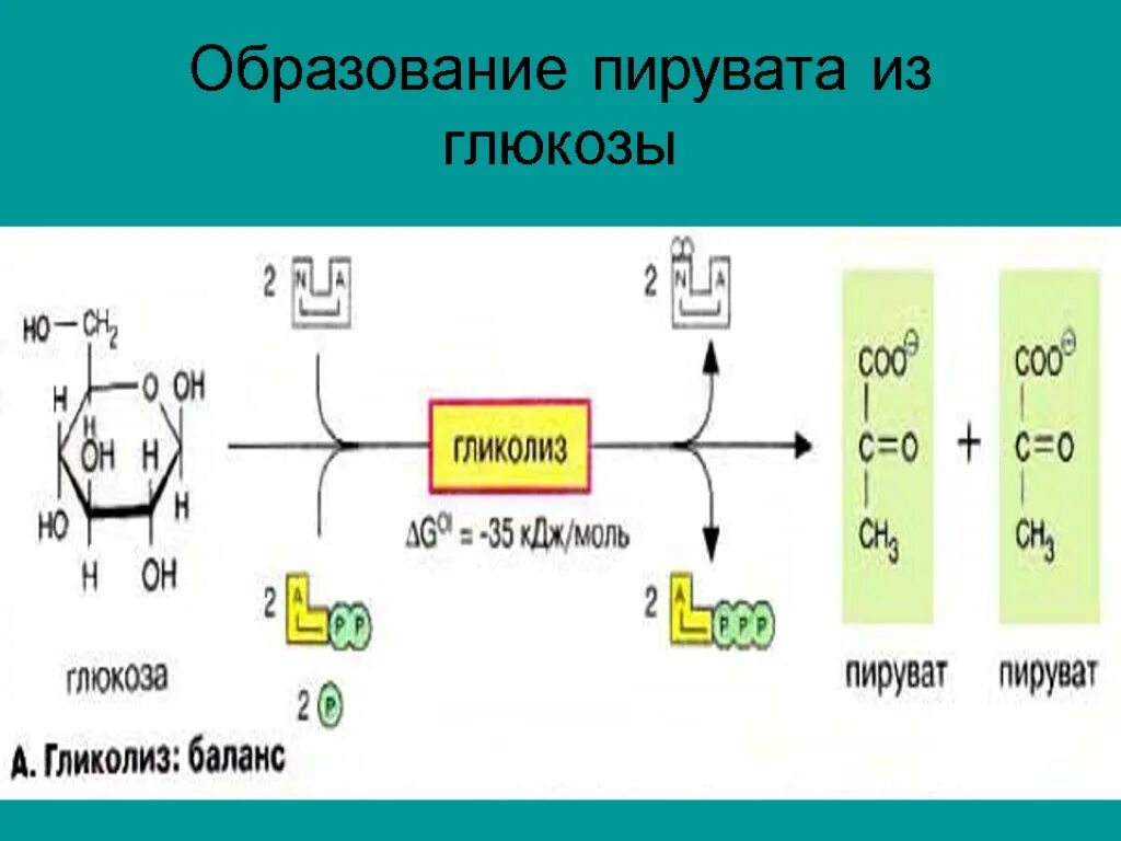 Образование пирувата из Глюкозы. Синтез Глюкозы из пирувата. Пируват образуется. Превращение пирувата в глюкозу.