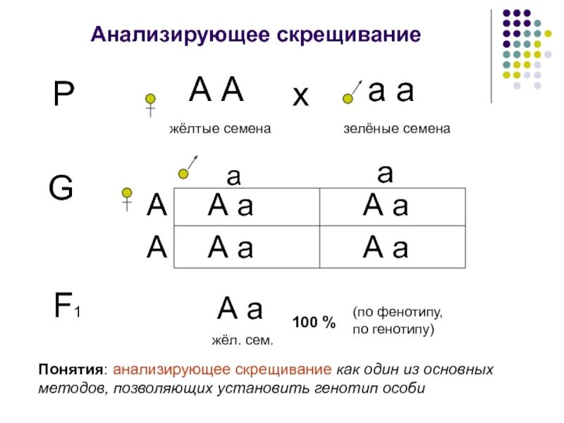 Каковы генотипы исходных особей