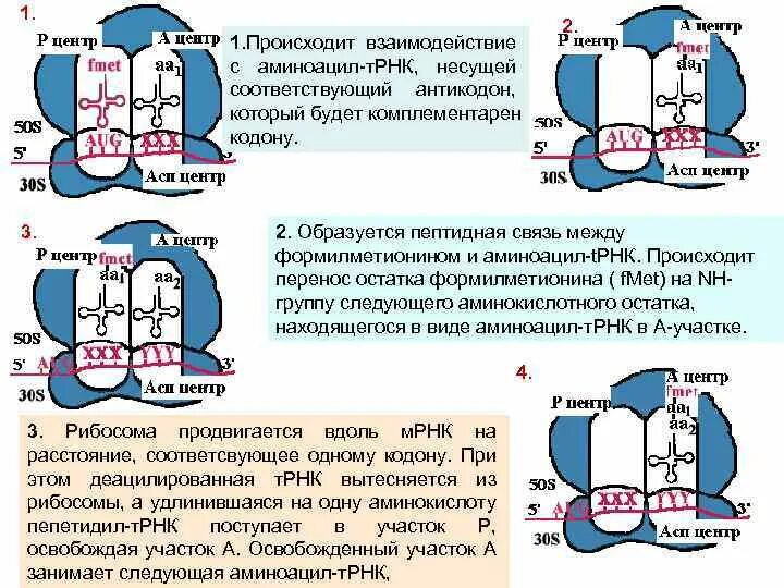 Кодон комплементарен антикодону. Антипараллельны кодонам. Взаимодействие кодона и антикодона. Антикодоны т-РНК комплементарны. Кодоны т рнк