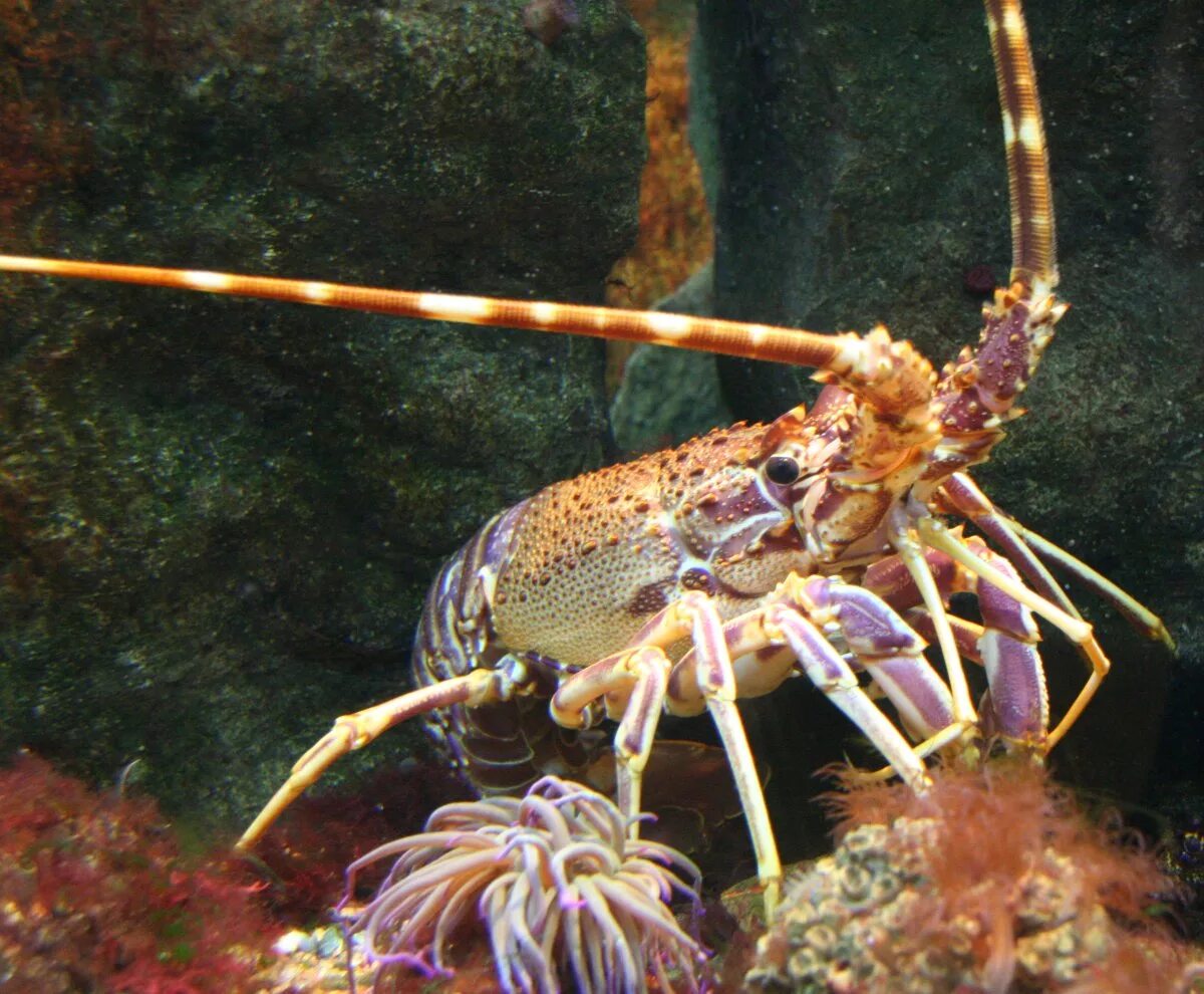 Ракообразные в море. Ракообразные лангуст. калифорнийский лангуст. десятиногие лангуст. лангустин ракообразные.