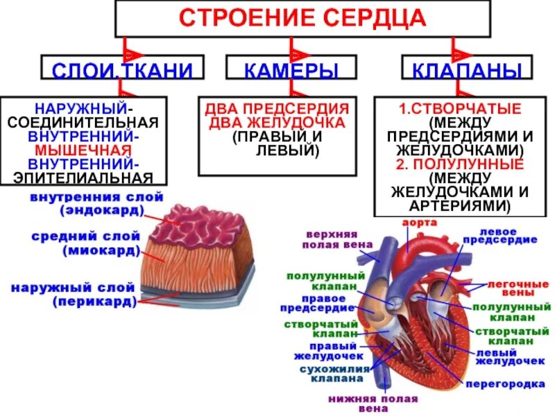 Кровь движется из предсердий в желудочки. Сердце строение и функции. Таблица строение сердца 8 класс биология. Строение сердечной мышцы анатомия. Строение сердца таблица 8 класс.