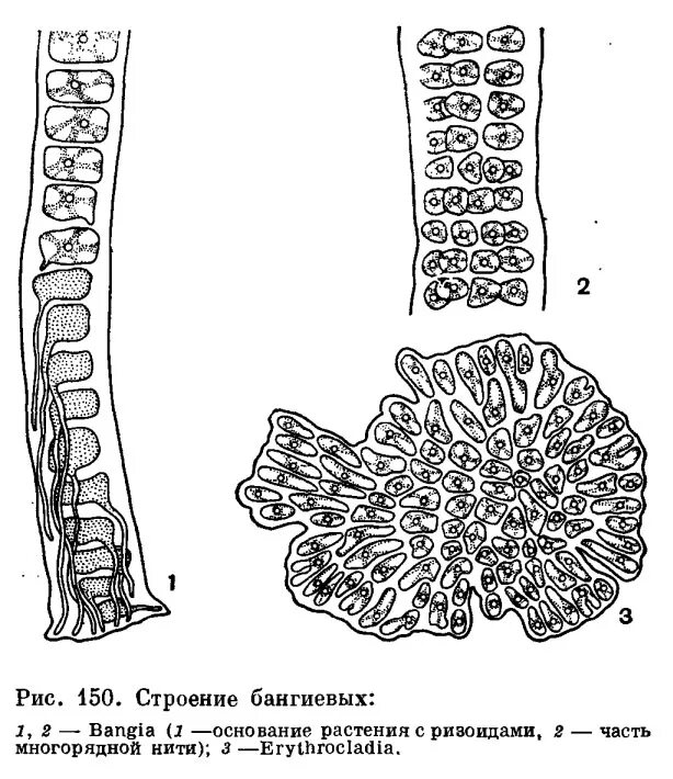 Многоклеточное слоевище. Строение таллома красных водорослей. Строение таллома бангиевых водорослей. Строение слоевища водорослей. Строение таллома порфиры.